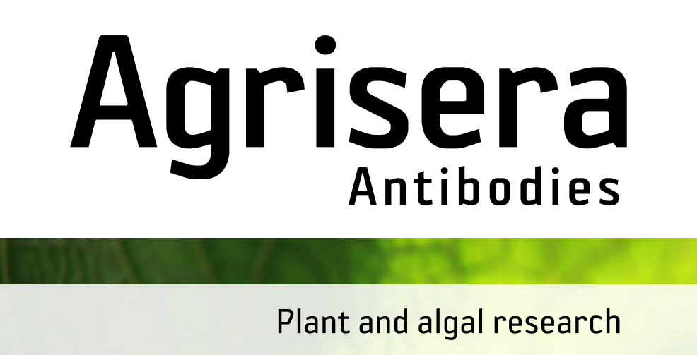 Agrisera MicroRNA相關(guān)研究植物蛋白抗體火熱促銷中！